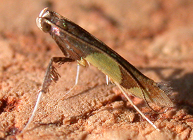 Maple Leafblotch Miner 